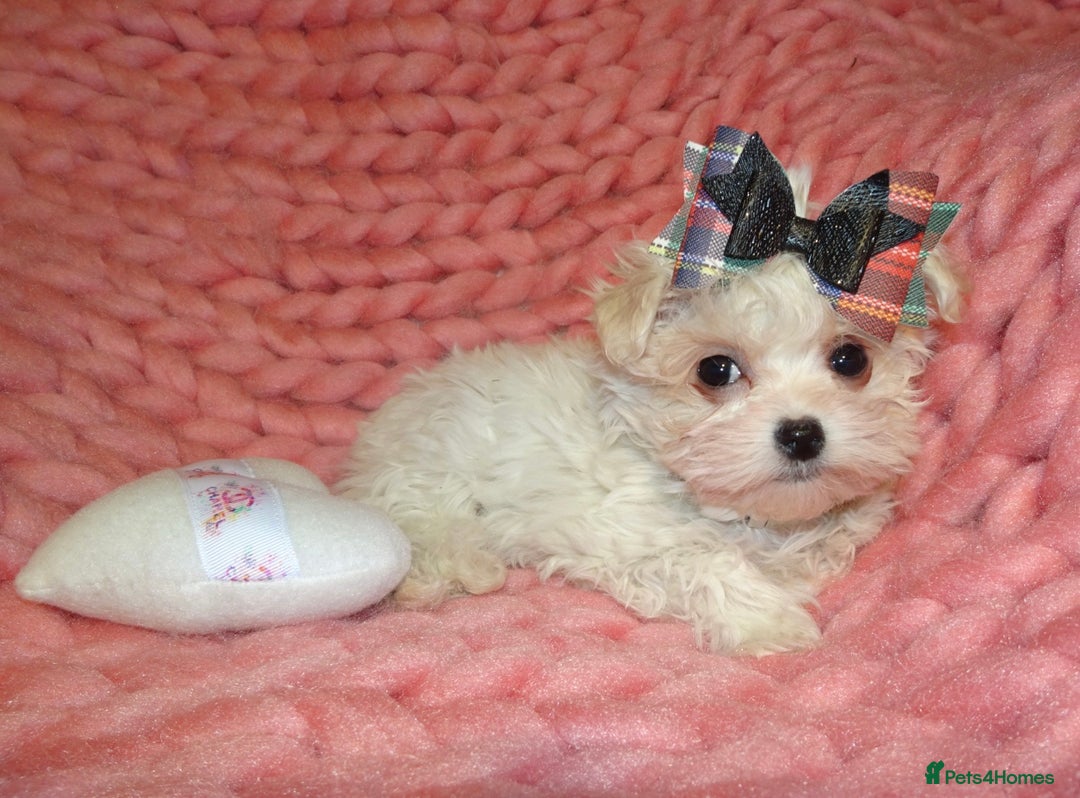 Maltipoo dogs for sale: *Micro Tiny F1 Maltese x Toy Poodle Maltipoo Pup* - Image 7