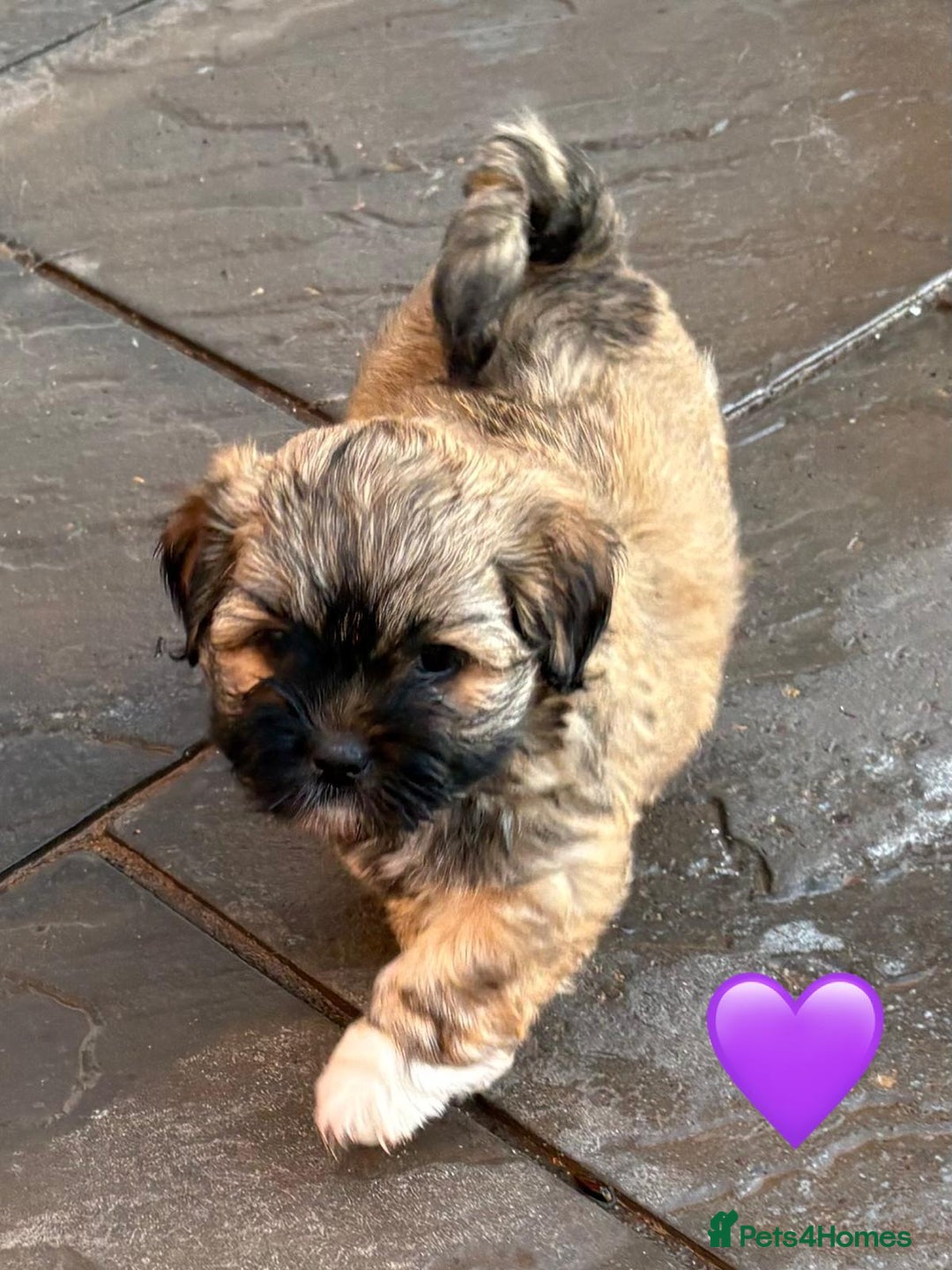 Lhasa Apso dogs for sale: Four Adorable Lhasa Apso Pups KC reg GPRA Clear - Advert 9