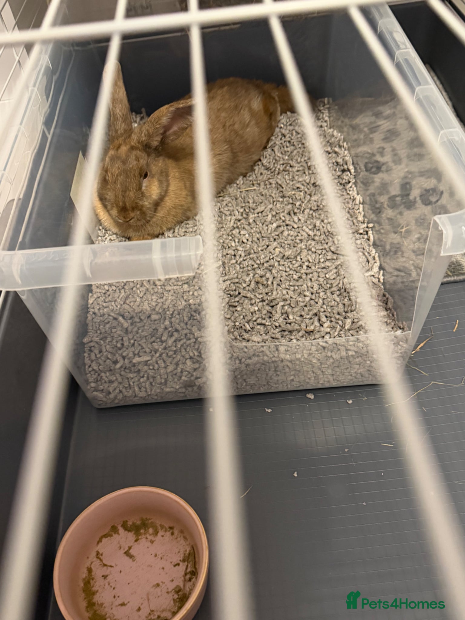 Mixed Breed rabbits for sale: Coco Looking for a Loving New Home - Advert 4