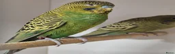 Budgerigars birds for sale: Budgies Birds by pre-order, exclusive birds - Advert 2
