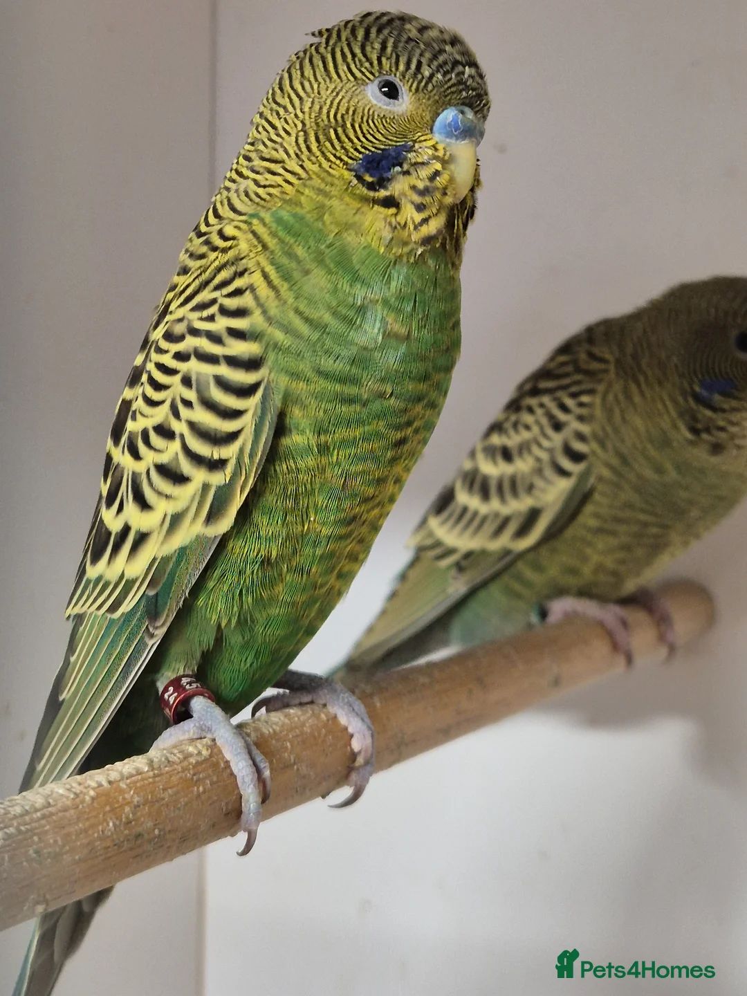 Budgerigars birds for sale: Budgies Birds by pre-order, exclusive birds - Advert 2