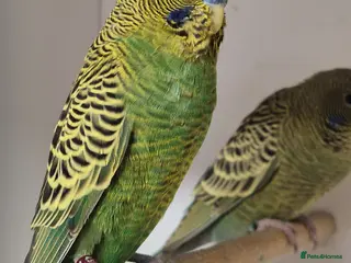 Budgerigars birds Budgies Birds by pre-order, exclusive birds - Advert 17