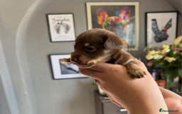Mixed Breed dogs for sale: 9 beautiful dachshund cross poms - Image 10