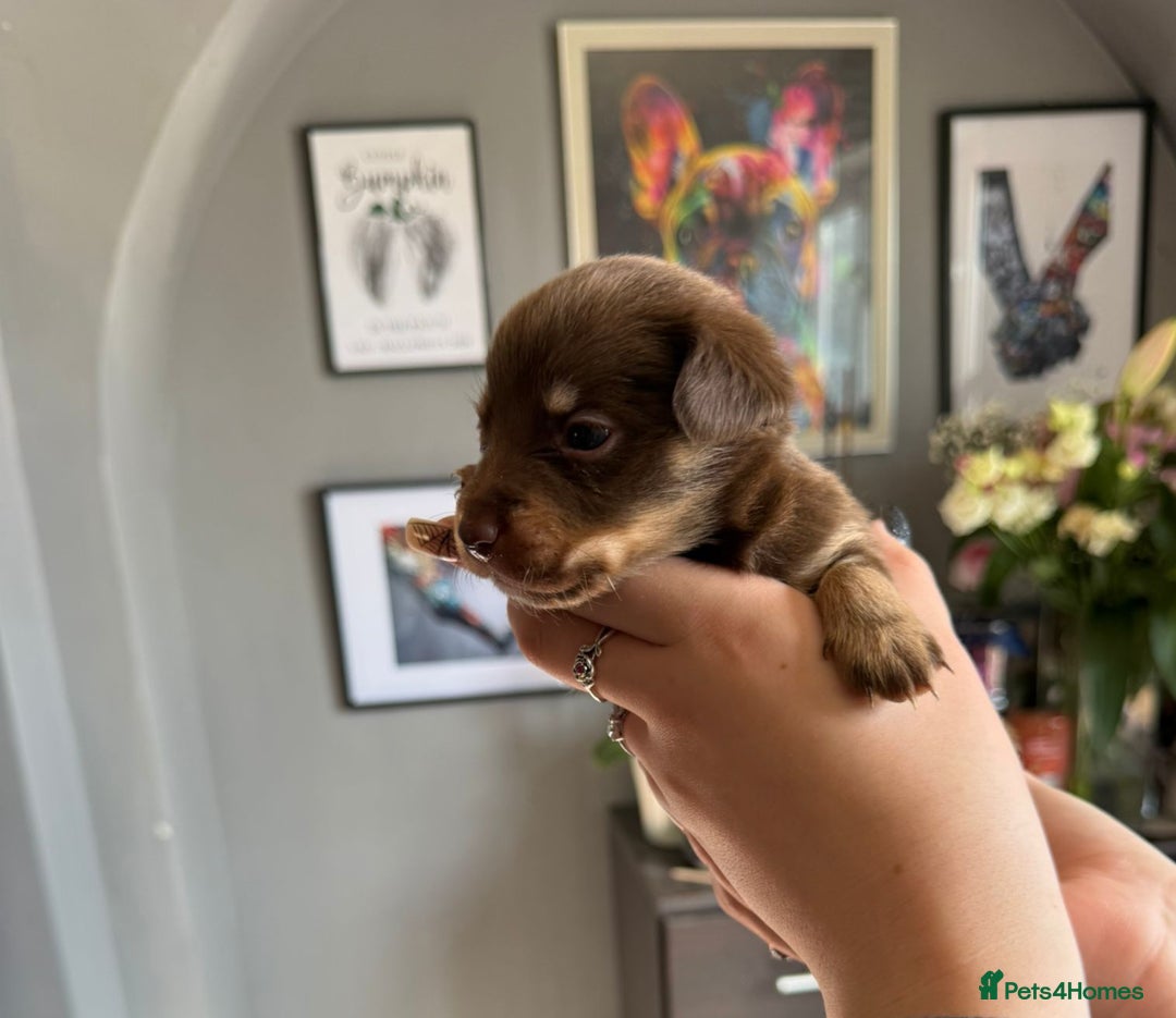 Mixed Breed dogs for sale: 9 beautiful dachshund cross poms - Image 10