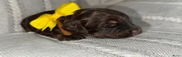 Cockapoo dogs for sale: Gorgeous F1 cockapoo puppies  - Advert 23