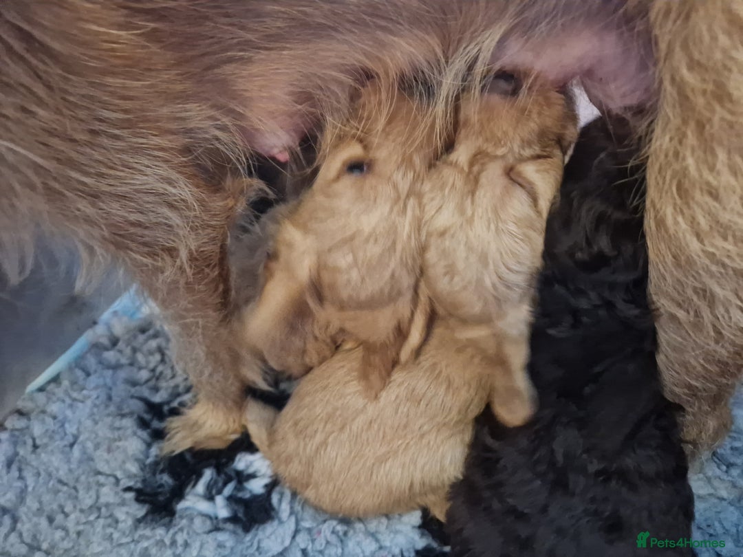 Labradoodle dogs for sale: Gorgeous miniature labradoodle puppies. - Image 21