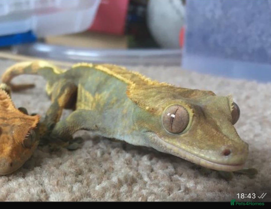 Gecko reptiles for sale: Adult male crested gecko  - Advert 3