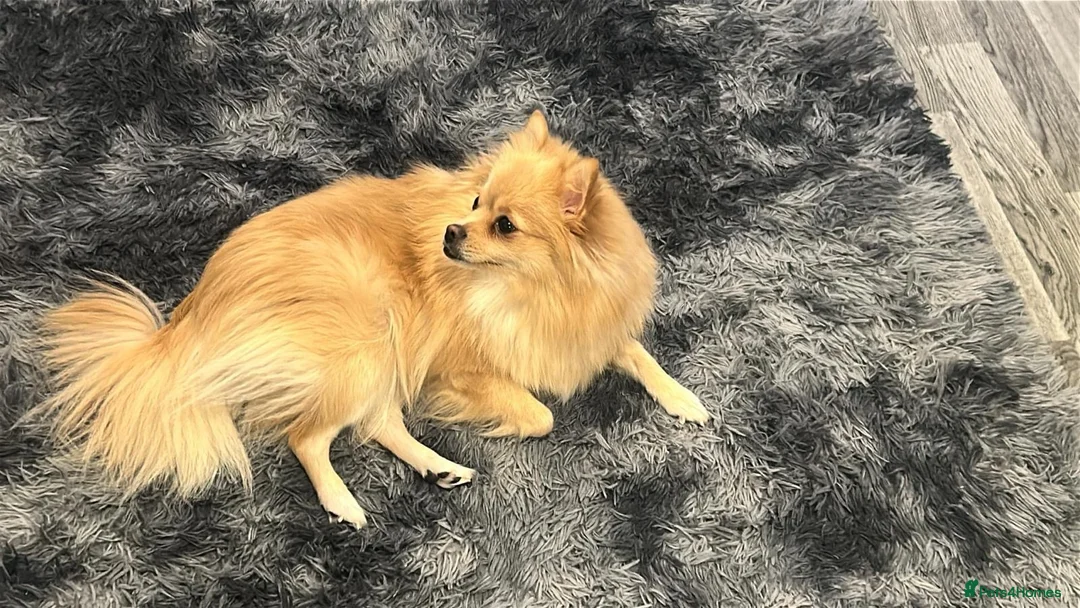 Pomchi dogs for sale: Girl pom - Advert 1