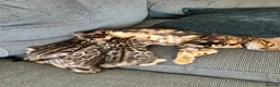 Bengal cats for sale: TICA Registered Bengal Kittens - Advert 4