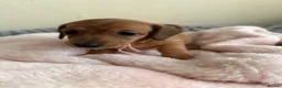 Miniature Dachshund dogs for sale: 5 beautiful miniature dachshund  - Advert 31
