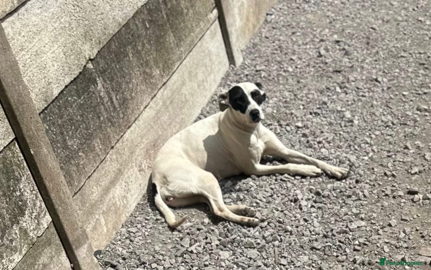 Mixed Breed dogs American bulldog cross greyhound - Advert 1