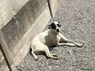 Mixed Breed dogs American bulldog cross greyhound - Advert 1