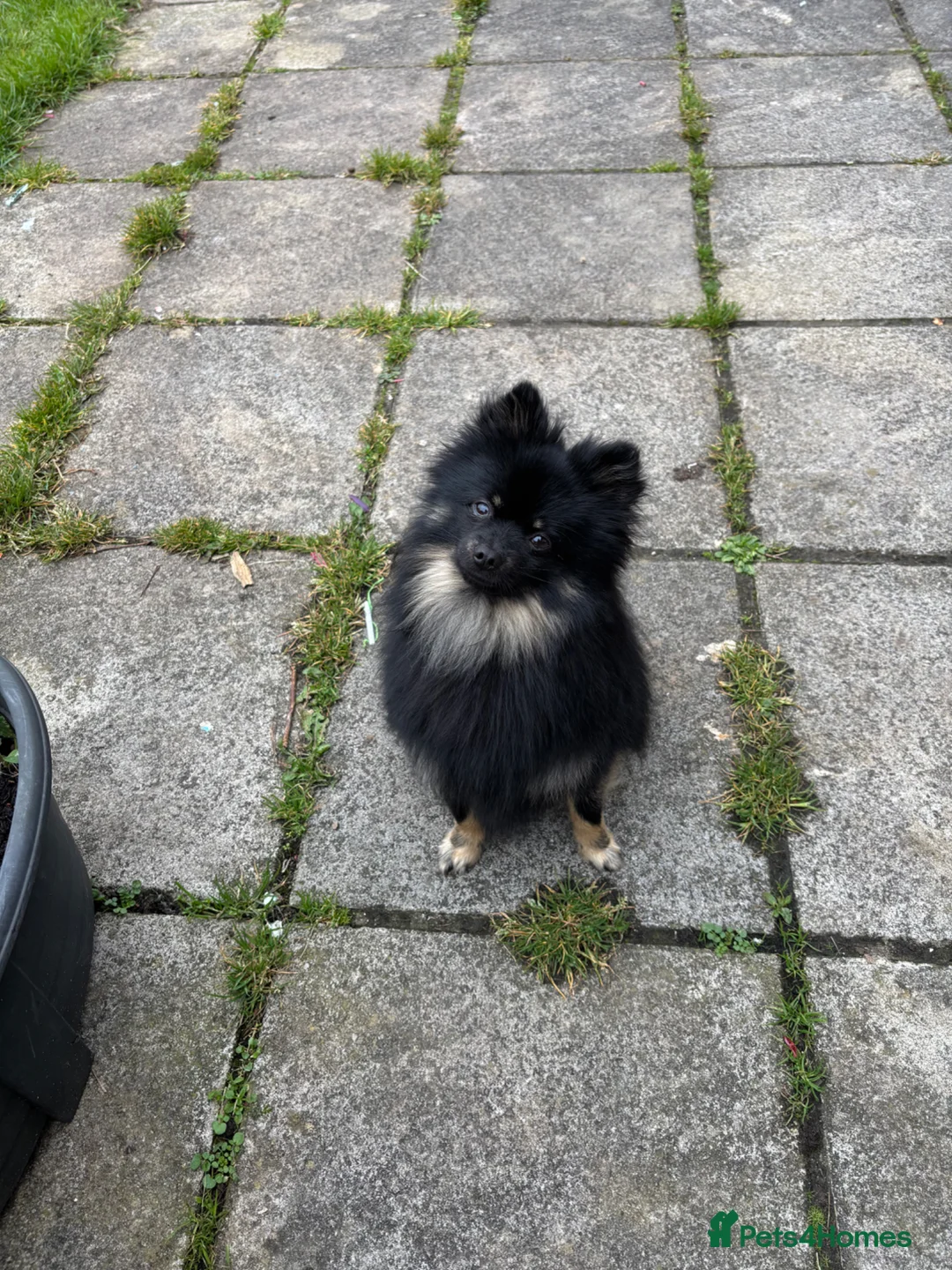 Pomeranian dogs for sale: Pomeranion  in Swansea - Advert 1