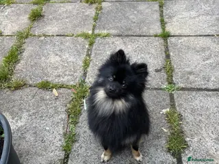 Pomeranian dogs Pomeranion - Advert 1