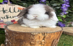 Mini Lop rabbits for sale: 🌟PURE BRED PEDIGREE MINI LOPS🌟 - Image 7