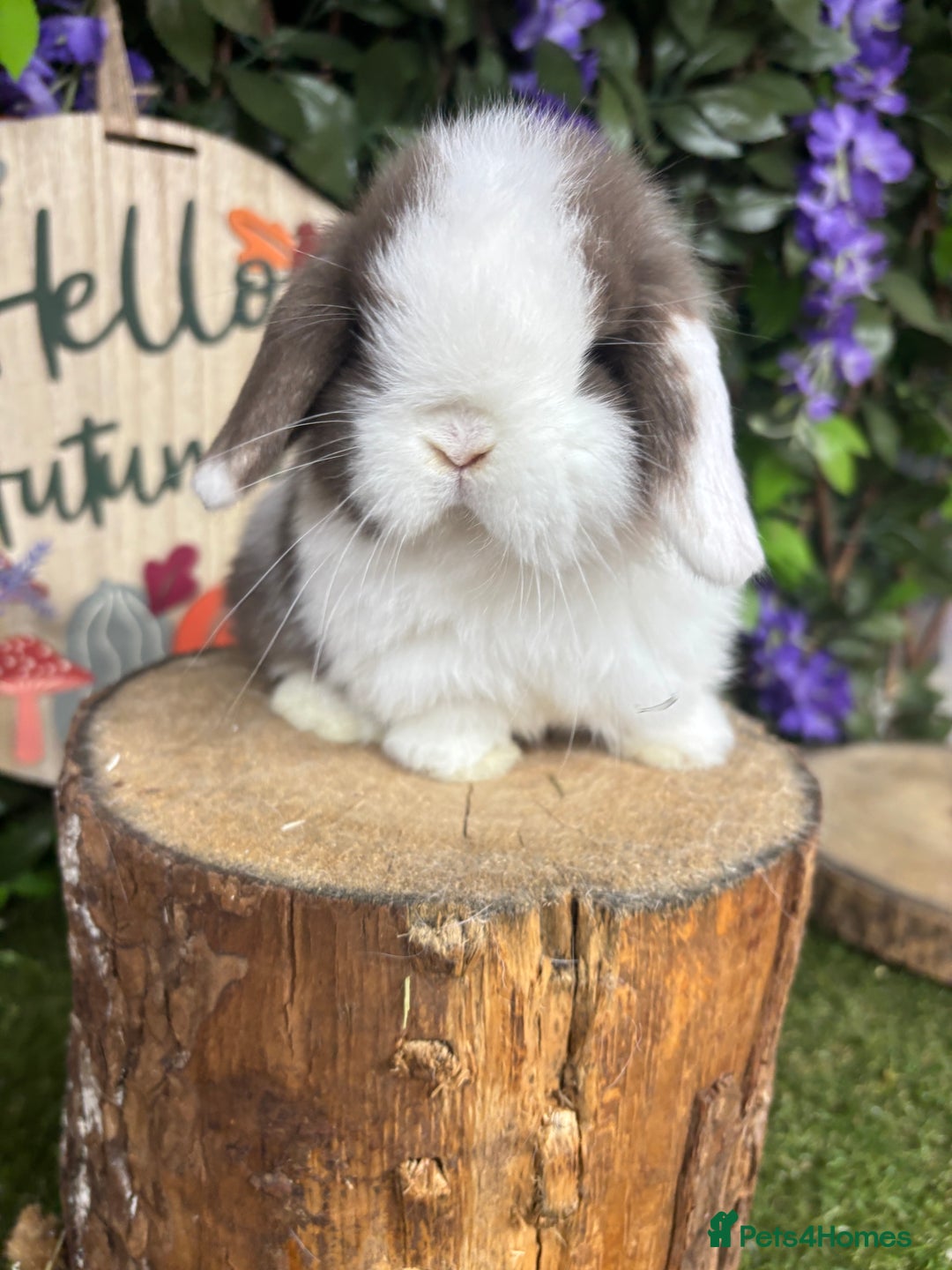 Mini Lop rabbits for sale: 🌟PURE BRED PEDIGREE MINI LOPS🌟 - Image 7