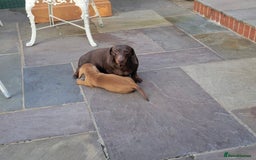 Miniature Dachshund dogs for sale: Stunning pure red male dachshund puppy - Image 4