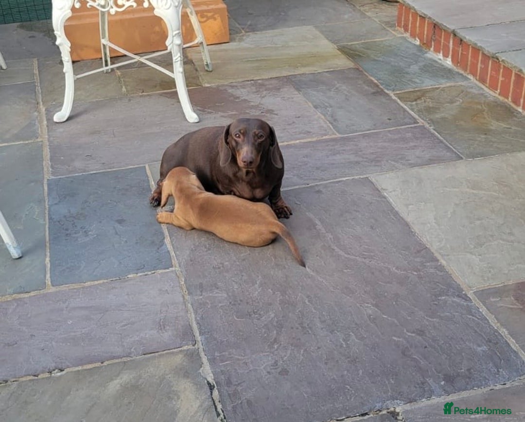 Miniature Dachshund dogs for sale: Stunning pure red male dachshund puppy - Image 4