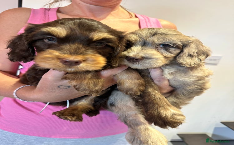 Mixed Breed dogs - Advert 1