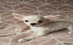 Chihuahua dogs for sale: 3 Handsome (KC) Chihuahua boys left (New photos) - Image 22