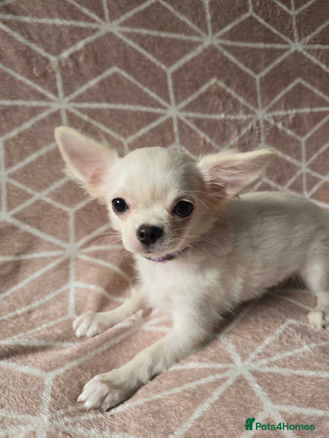 Chihuahua dogs for sale: 3 Handsome (KC) Chihuahua boys left (New photos) - Image 22