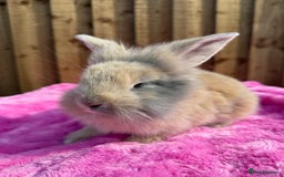 French Lop rabbits for sale: mum and daughter duo  - Image 3
