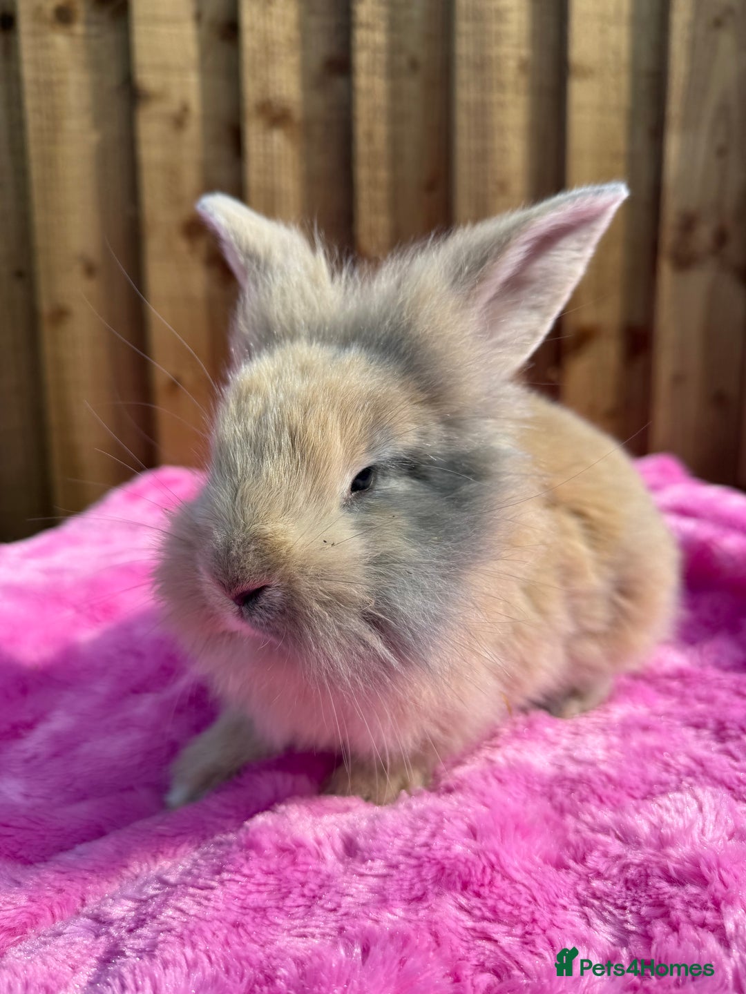 French Lop rabbits for sale: mum and daughter duo  - Image 3