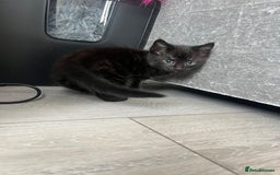 Mixed Breed cats for sale: 3 kittens for sale  - Image 2