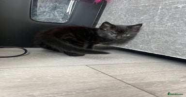 Mixed Breed cats - Advert 4