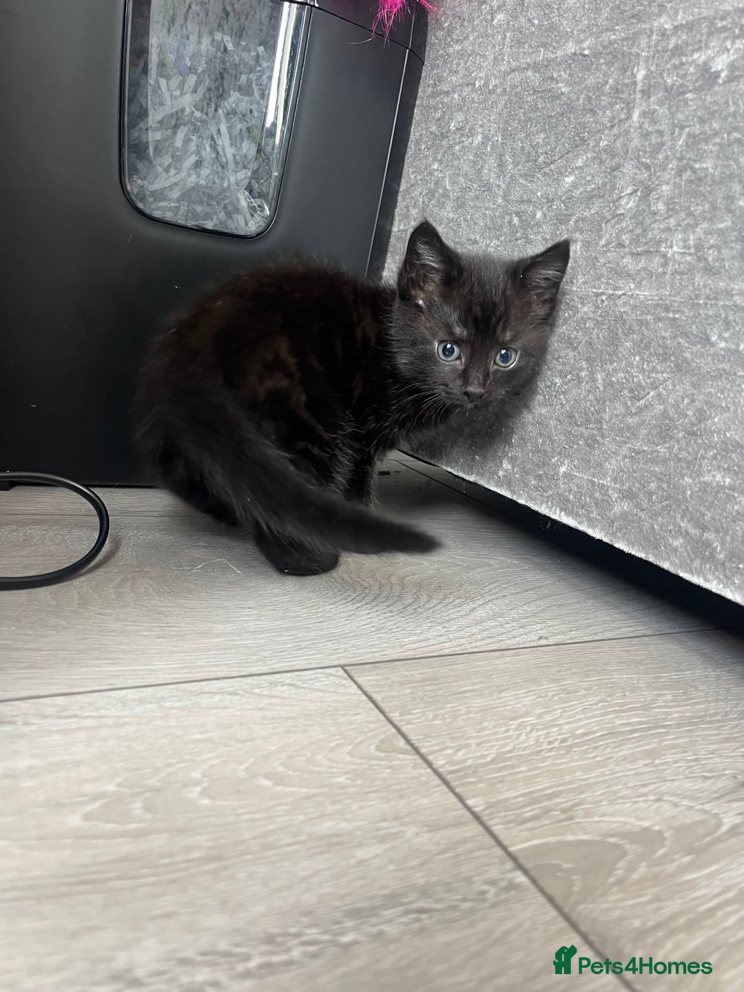 Mixed Breed cats for sale: 3 kittens for sale  - Image 2