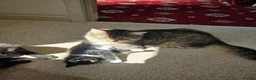 Mixed Breed cats for sale: Last little kitten looking for her home. in Rotherham - Advert 7
