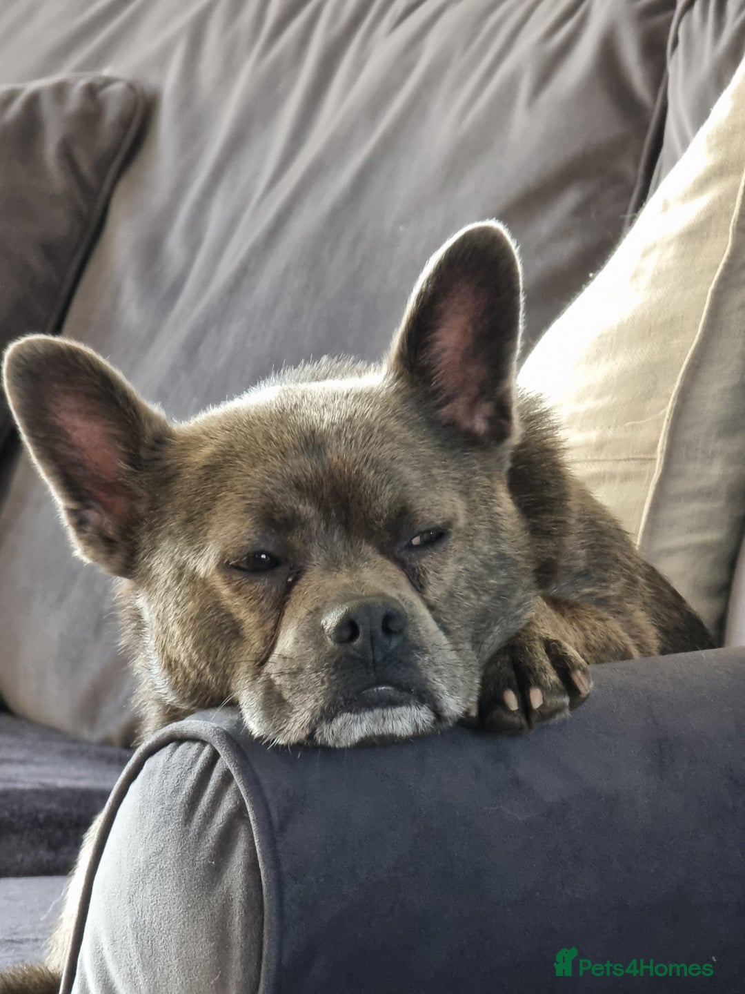 Mixed Breed dogs for sale: Ronnie  - Advert 13