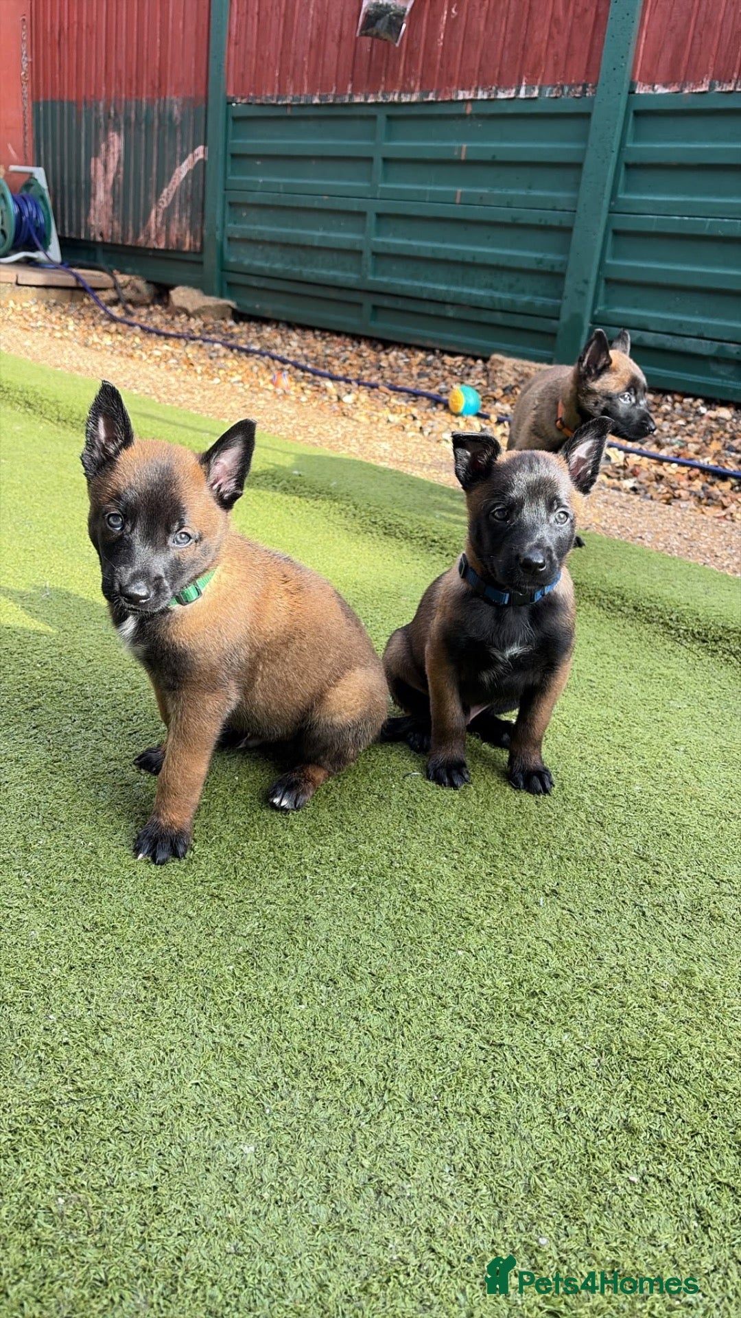 Belgian Shepherd Dog dogs  BELGIAN MALINOIS PUPPIES AVAILABLE - Advert 2