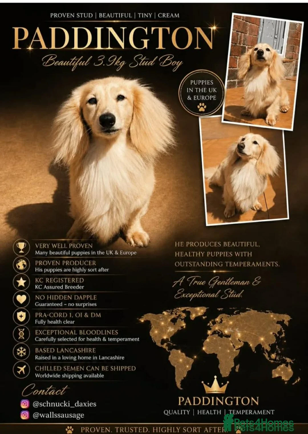 Miniature Dachshund dogs for sale: Beautiful miniature long haired dachshund female - Advert 2