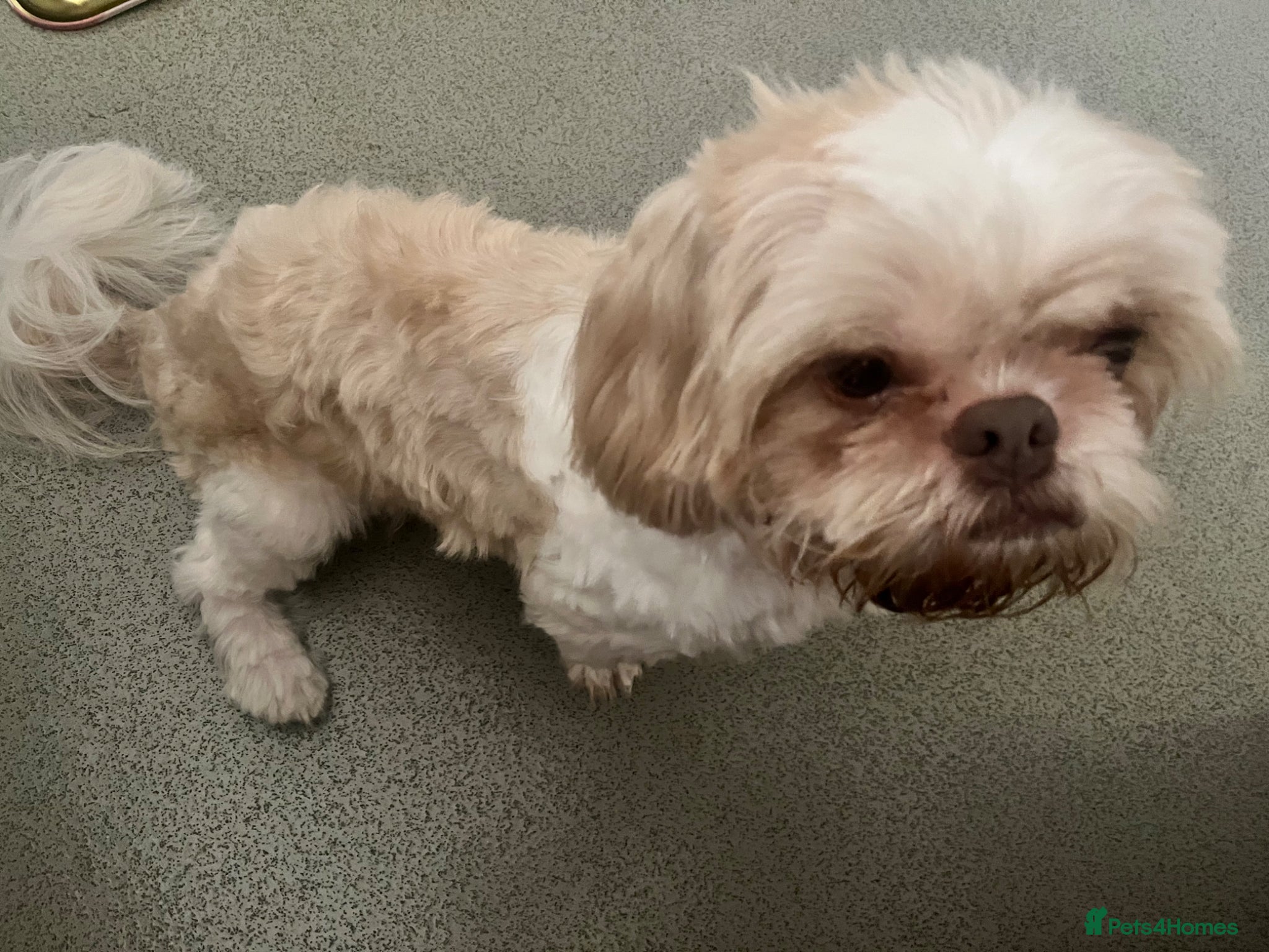 Shih Tzu dogs Louis needs a new home 😩 - Advert 8
