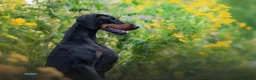 Dobermann dogs for sale: WAITLIST 2026 CEZARBLUE KC LICENSED BREEDER ⭐️ - Advert 18