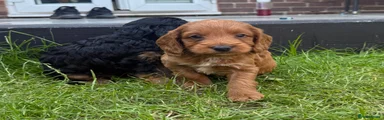 Cockapoo Puppy 1