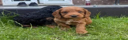 Cockapoo dogs for sale: Beautiful litter of F1 toy cockapoo pups in Ferryhill - Advert 3