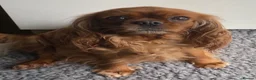 Cavalier King Charles Spaniel dogs for sale: Chocolate carrier’s 🤎 kc registered  - Advert 3