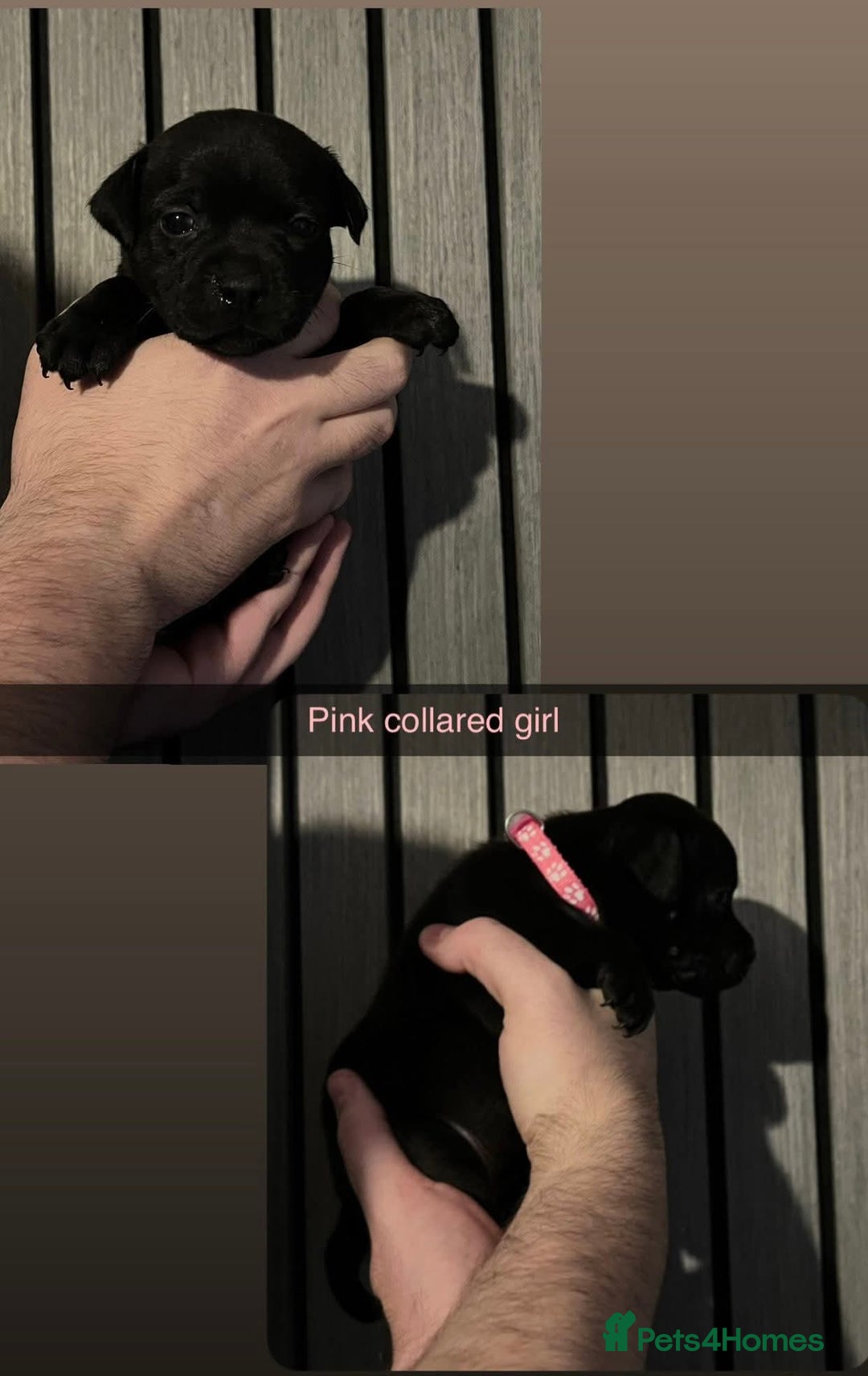 Staffordshire Bull Terrier dogs for stud: BLACK, Health tested kc registered STAFFORD STUD - Advert 12