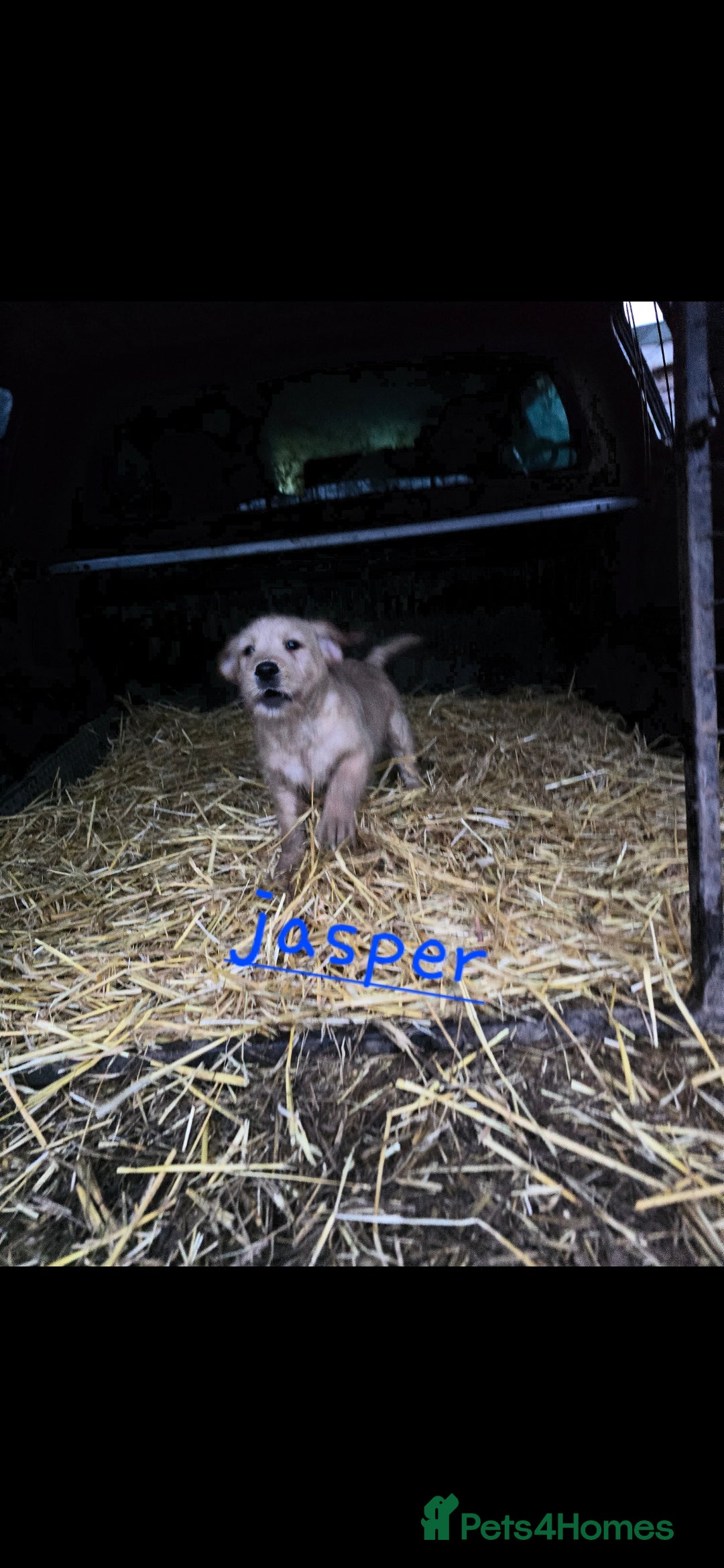 Labradoodle dogs for sale: F1 MINI LABRADOODLES ready to leave 3rd dec  - Advert 3