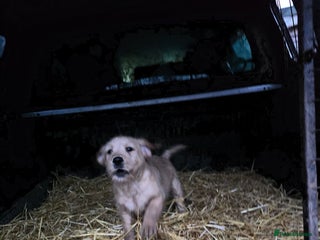 Labradoodle dogs F1 MINI LABRADOODLES ready to leave 3rd dec - Advert 7