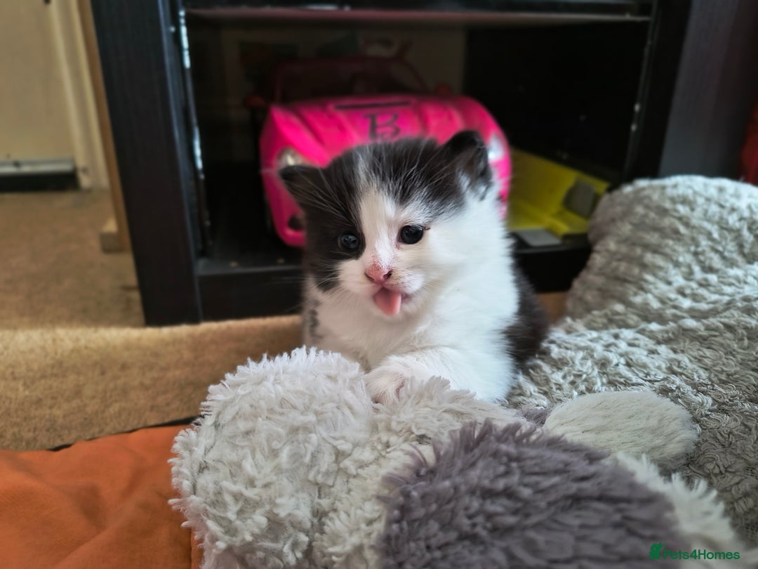 Mixed Breed cats for sale: 3 Beautiful Kittens*FLUFFY BLACK & WHITE*CALICO - Image 8