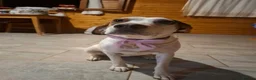 Mixed Breed dogs for adoption: Bonnie the perfect Nanny dog 2 yr old pointer X in Henlow - Advert 6