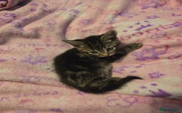 Mixed Breed cats for sale: Kittens - Image 6