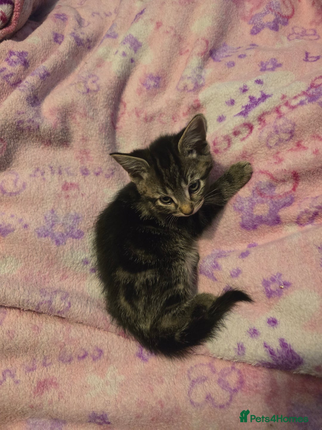 Mixed Breed cats for sale: Kittens - Image 6