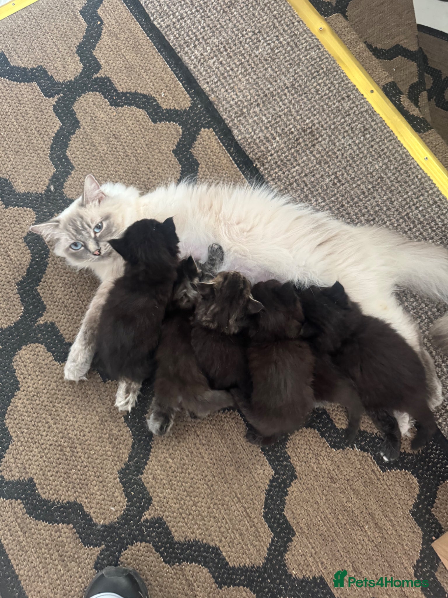 Ragdoll cats for sale: Stunning 1/2 ragdoll babies.  - Advert 9