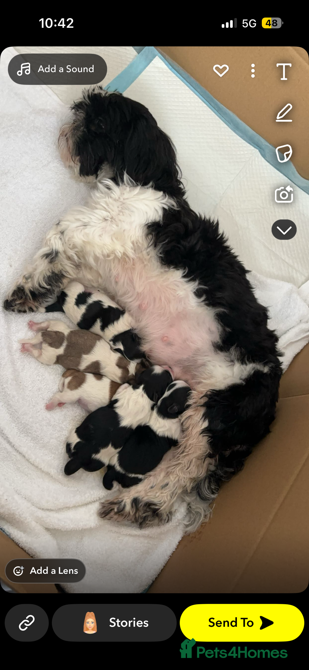 Malshi dogs for sale: Malshi waiting list due 12/02/26 - Advert 1