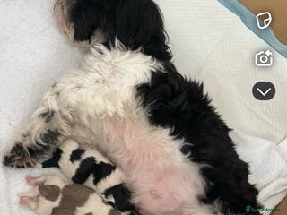 Malshi dogs Malshi waiting list due 12/02/26 - Advert 5