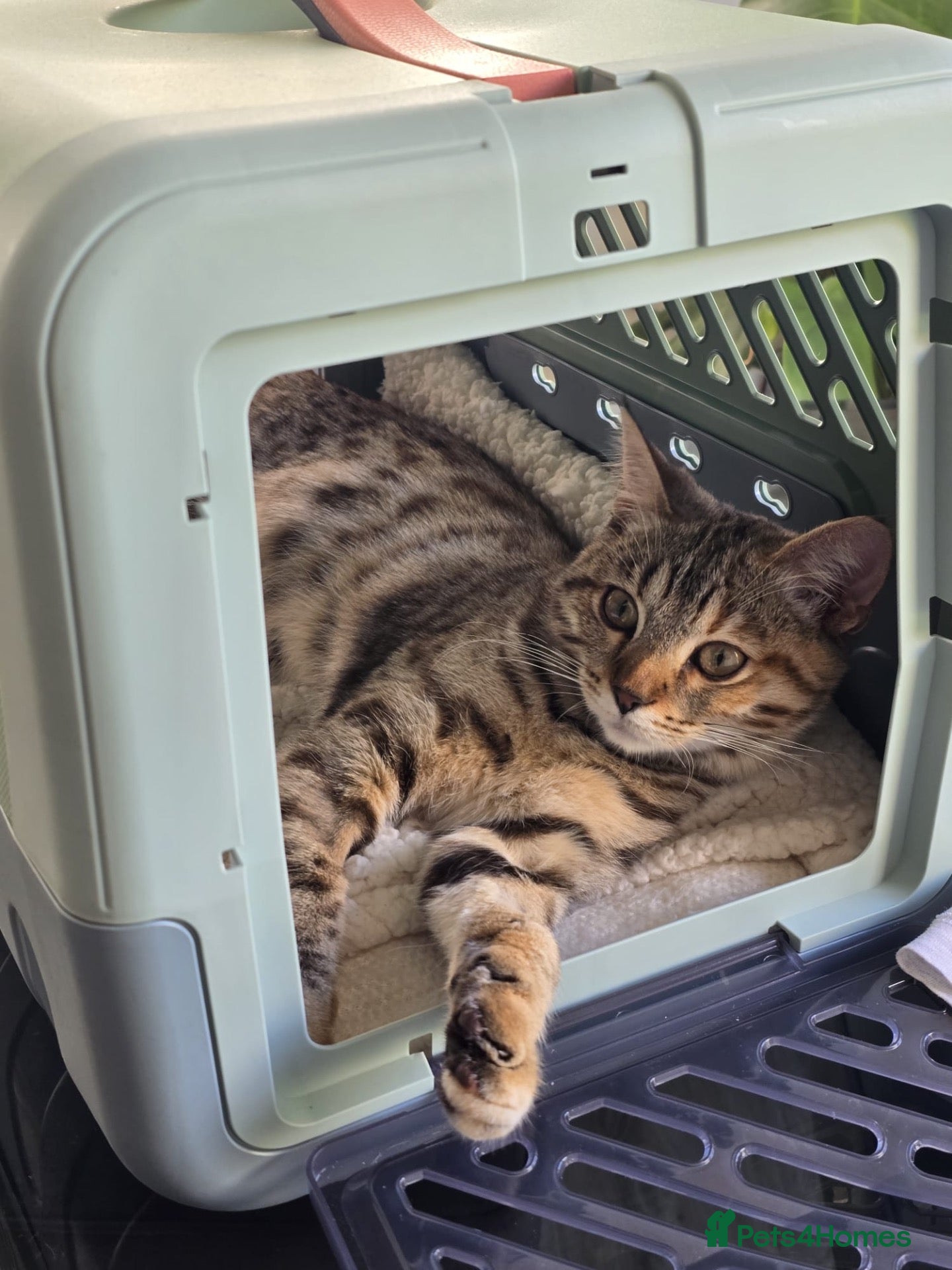 Mixed Breed cats Female for sale - Advert 2